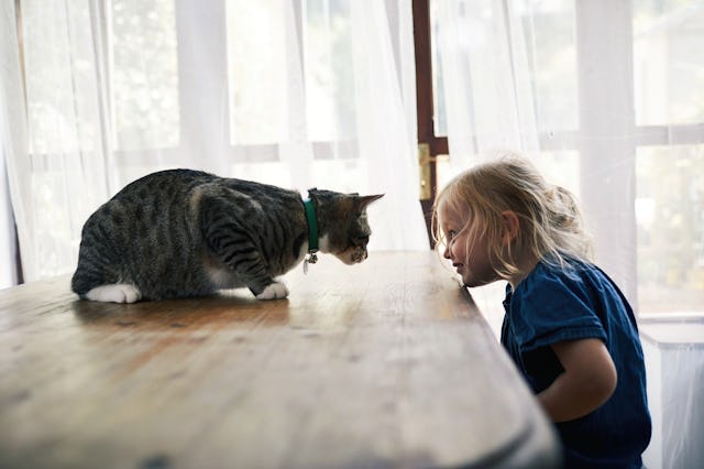 A young child leans forward on a wooden table, playfully staring at a cat that sits across from her,...
