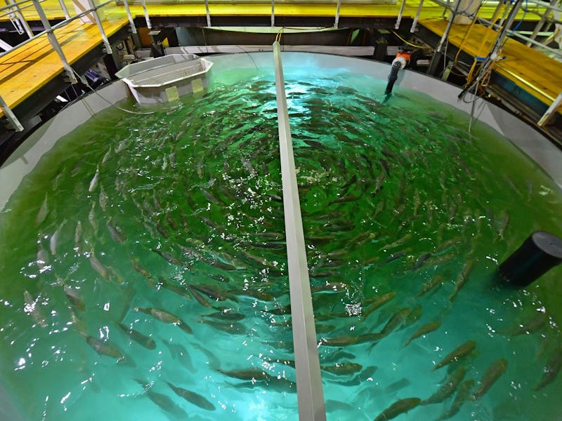 Raising salmon in a tank at an aquaculture farm in Dubai.