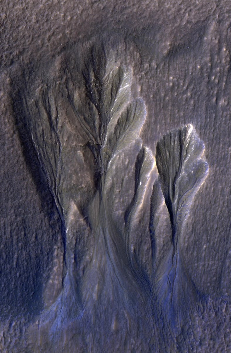 The image shows a textured surface with prominent, tree-like formations. These features appear layer...