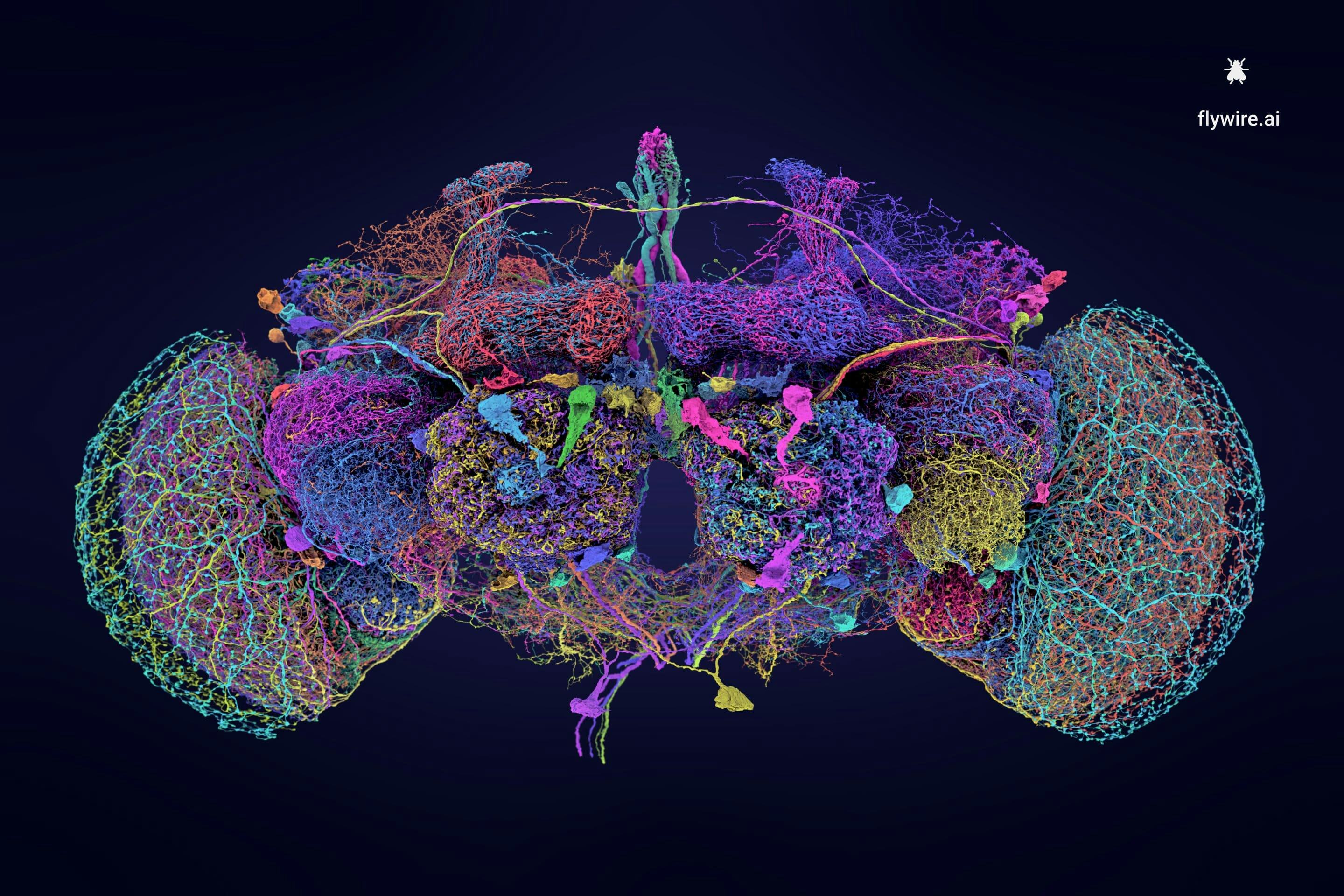 This Complete Map of An Adult Fruit Fly May Finally Reveal Unsolved Mysteries About the Brain