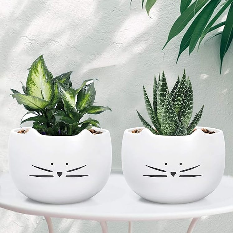 Koolkatkoo Cat Succulent Planter Pots (Set of 2)