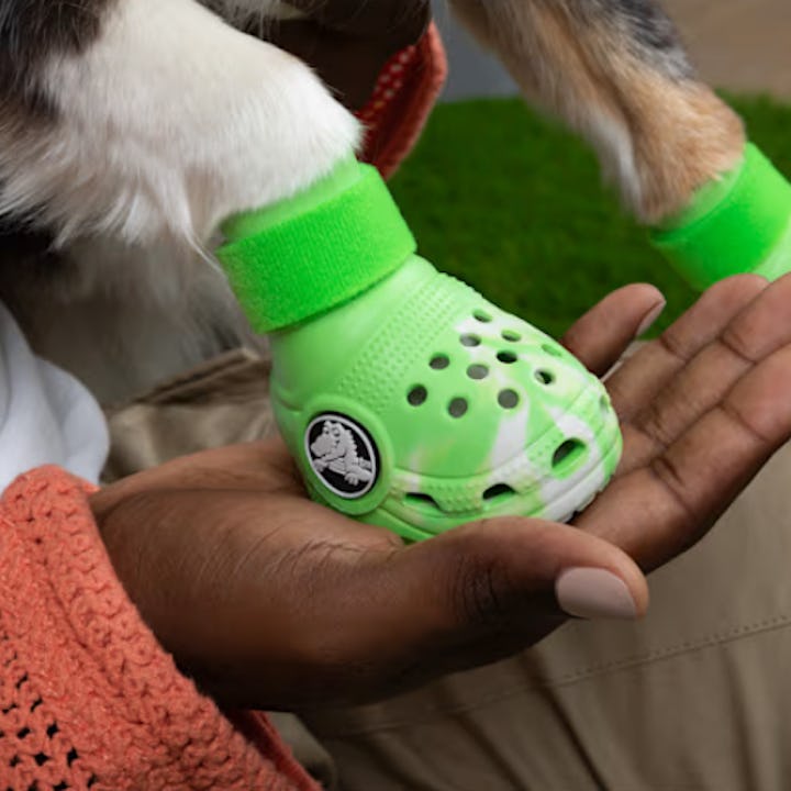 Crocs for dogs, a green pair of dog crocs on a paw