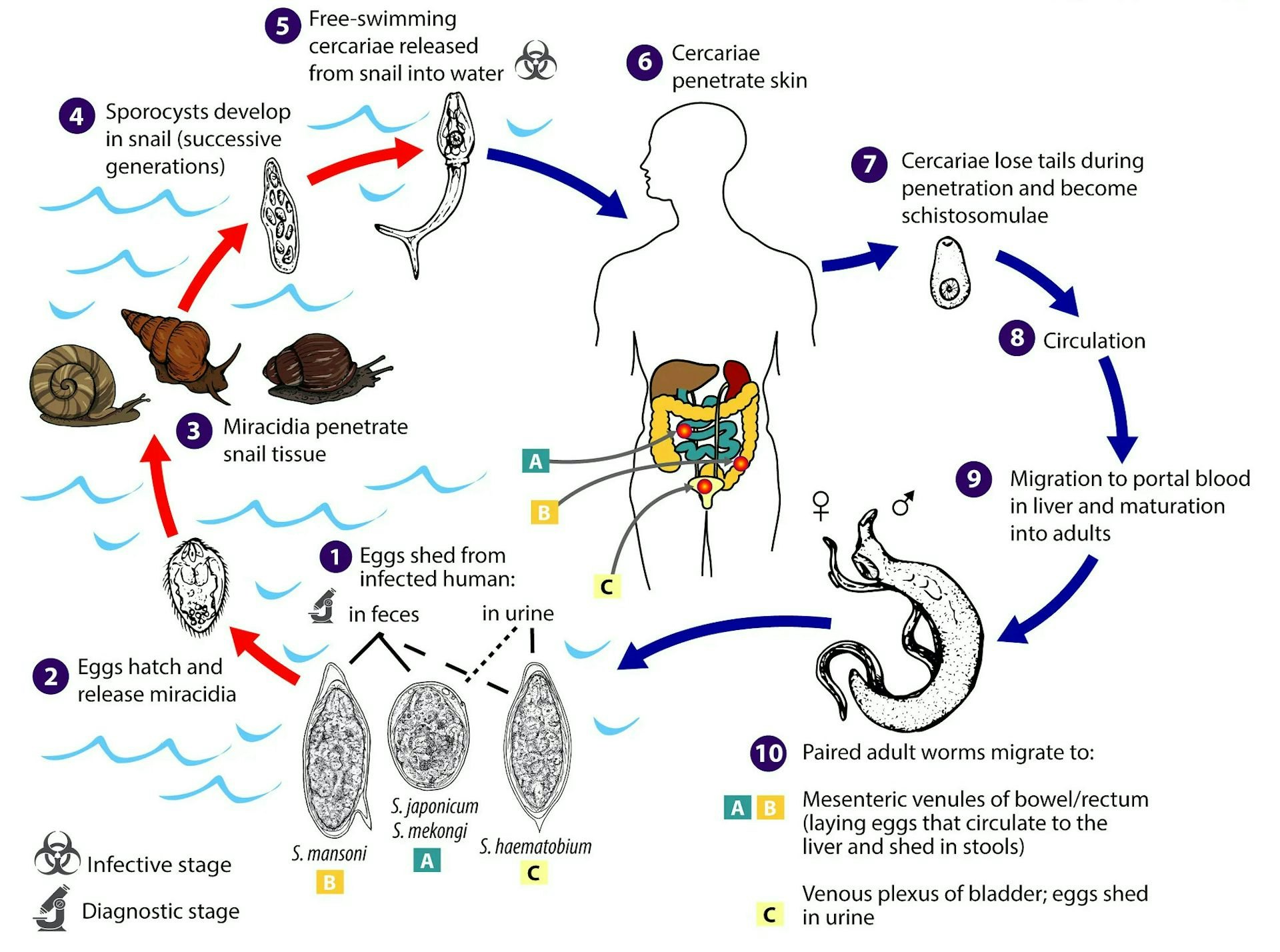 This Forgotten Parasite Is More Common Than You Think — Can AI Help Detect It?