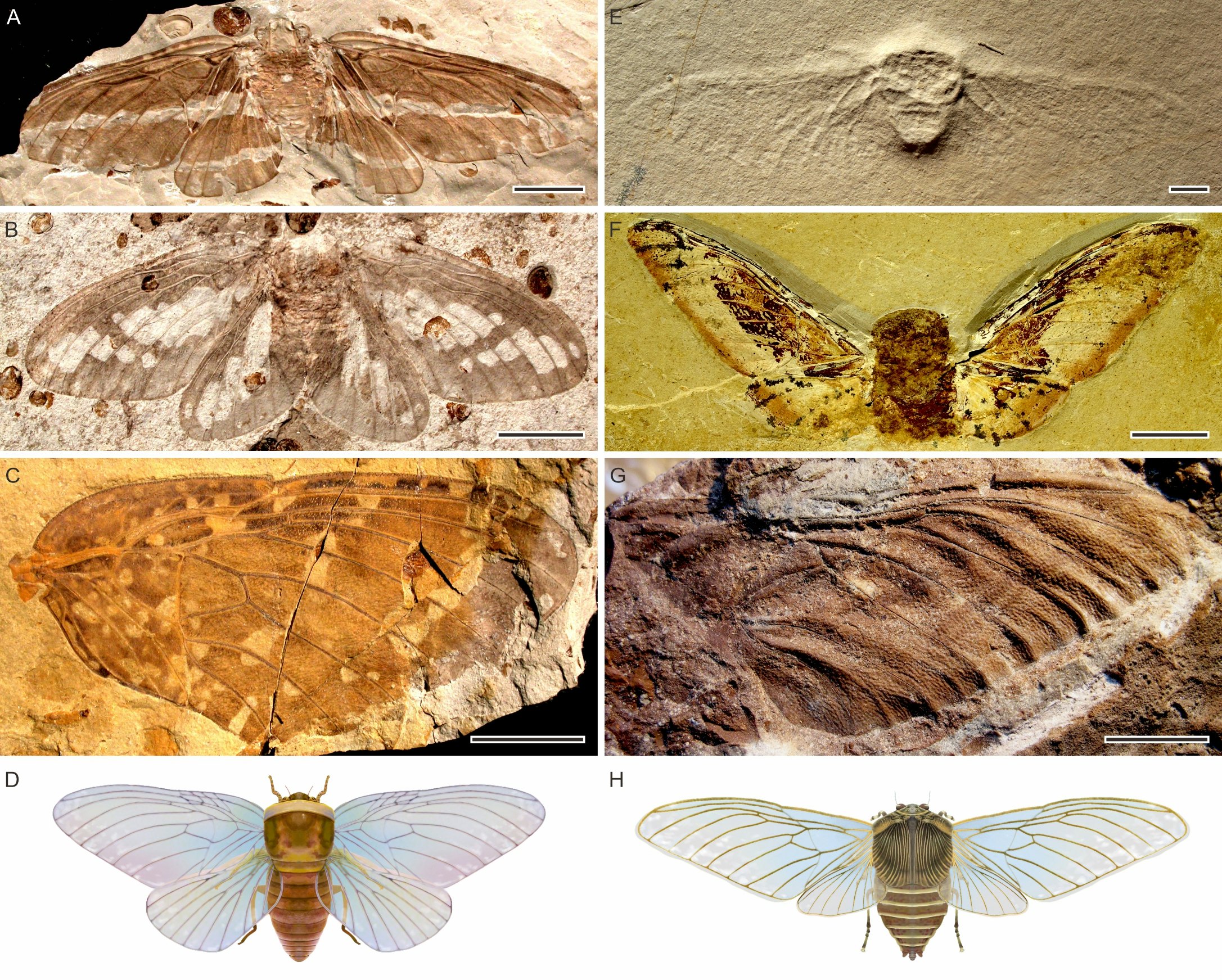 Look! This Giant, Hairy Cicada Lived With The Dinosaurs And Was Terrified Of Birds