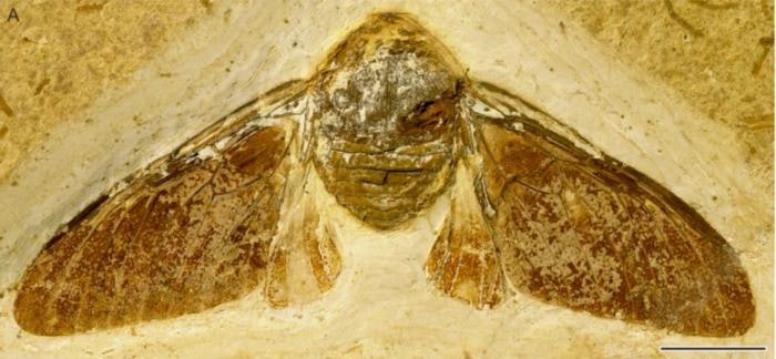 Look! This Giant, Hairy Cicada Lived With The Dinosaurs And Was Terrified Of Birds