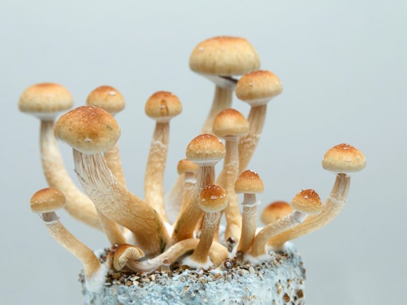 https://www.shutterstock.com/image-photo/psilocybin-mushrooms-growing-on-mycelium-psilocybe-18993084...