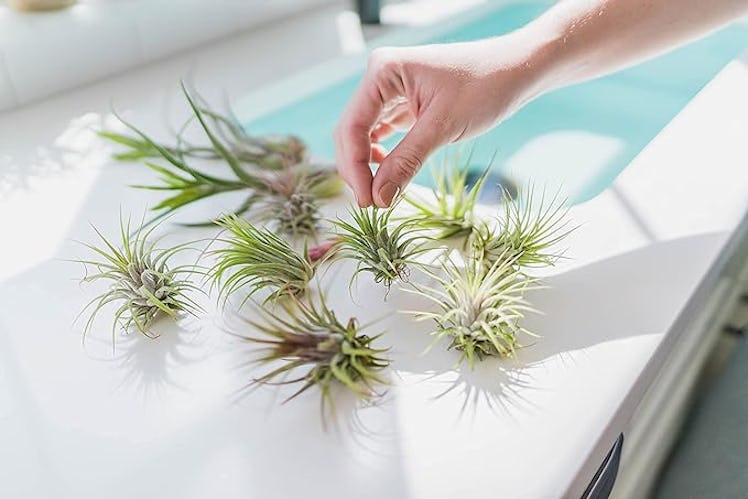 Air Plant Shop Ionantha Air Plants (Set of 5)