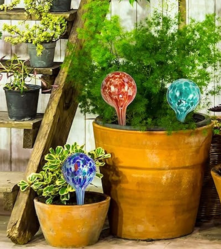 Blazin' Bison Indoor Plant Watering Globes (4-Pack)