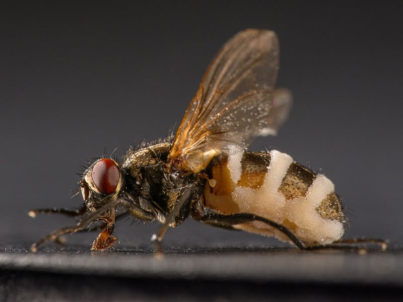 “Zombie” house flies infected with the fungus Entomophthora muscae end up with characteristically sw...