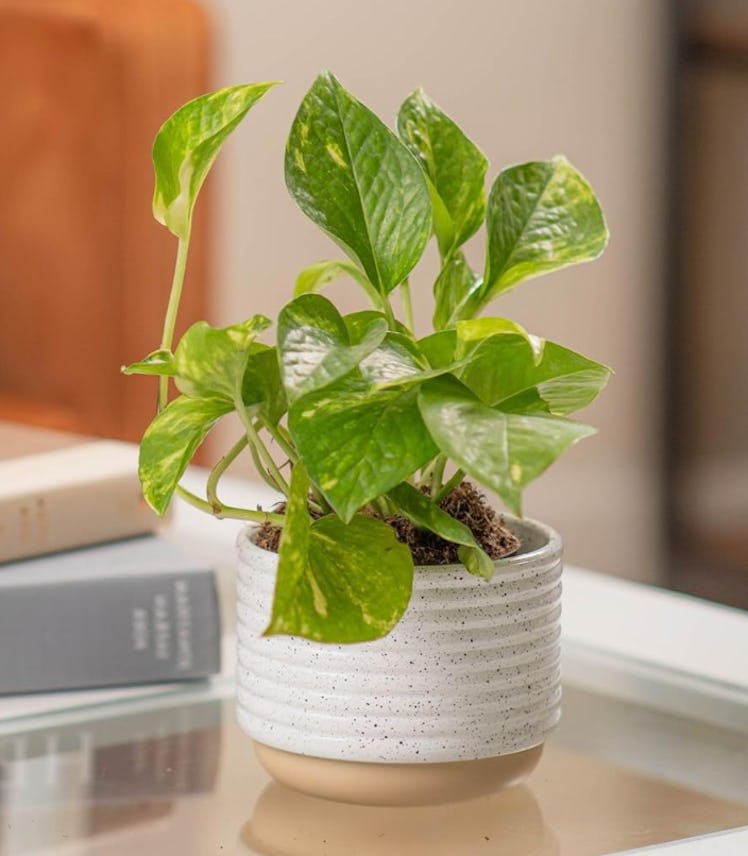 Costa Farms Live Pothos Plant