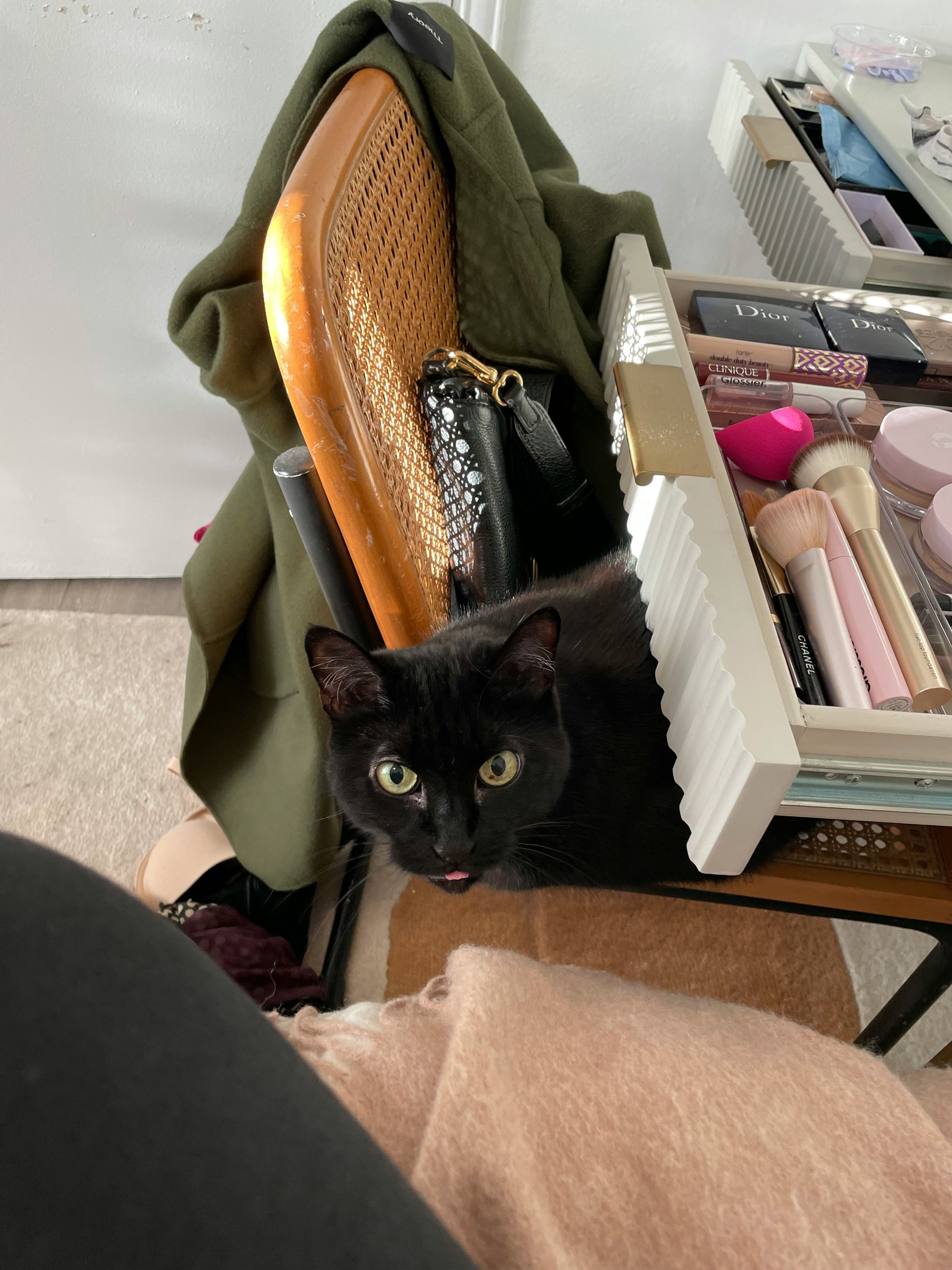 A photo of the author&rsquo;s cat, Matilda.