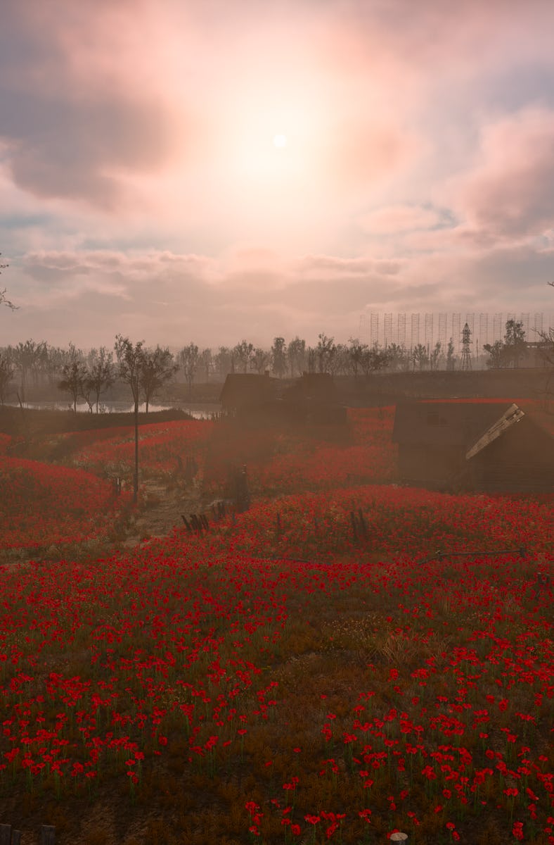 The Poppy Fields