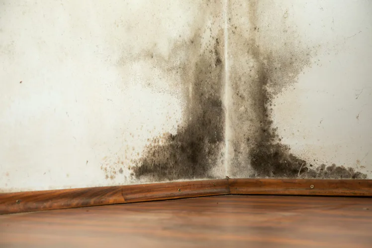 Mold Inhabitable The Science Of Indoor Mold — And How To Know When It’s A Health Hazard
