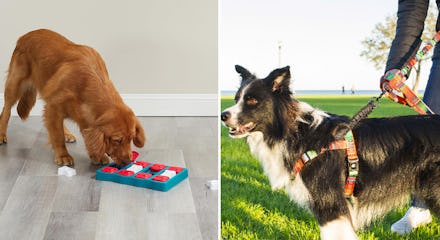 30 weird things that make your dog behave so much better with almost no effort