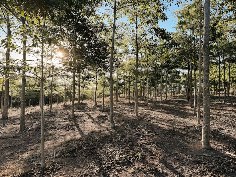 Apple 2030’s reforestation project in Trancoso, Brazil.