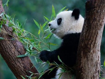 The giant panda’s diet is almost 100% bamboo.