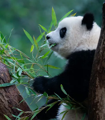 The giant panda’s diet is almost 100% bamboo.