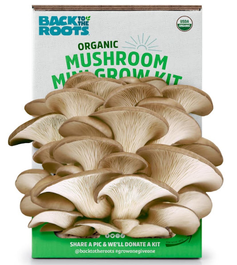 Back to the Roots Organic Mini Mushroom Grow Kit