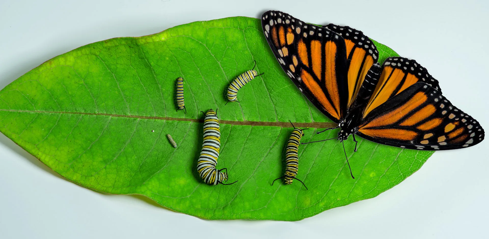 Why Protection For Declining Monarch Butterflies Is Needed — But ...