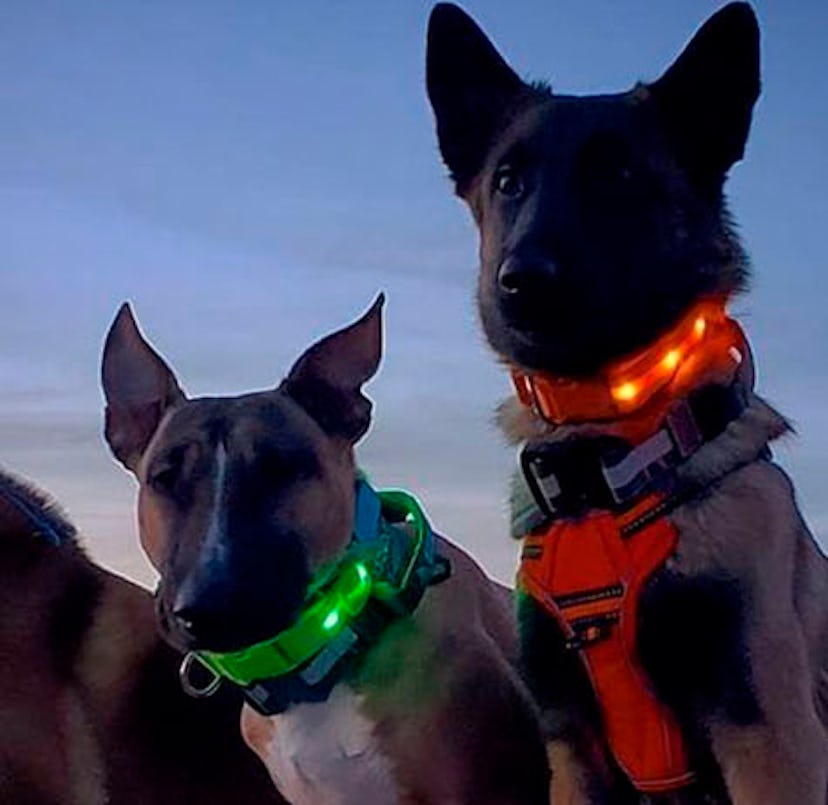 Blazin LED Light-Up Dog Collar