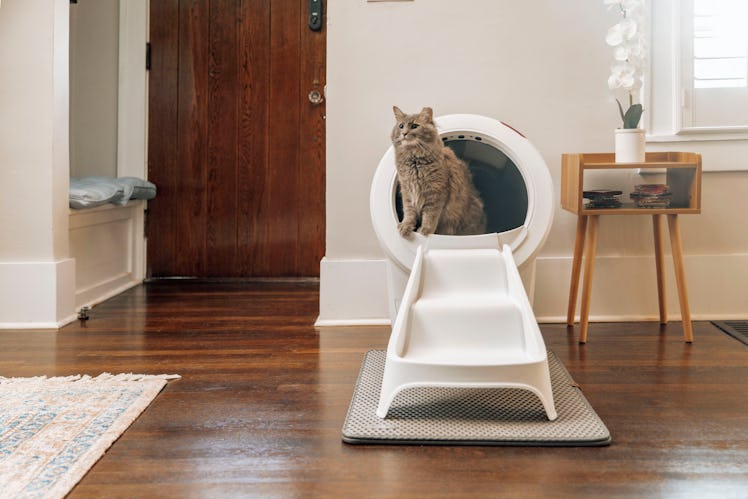 See The Litter-Robot In Action