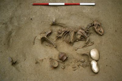 Partially excavated skeleton of a small animal with various artifacts, including pottery, unearthed ...