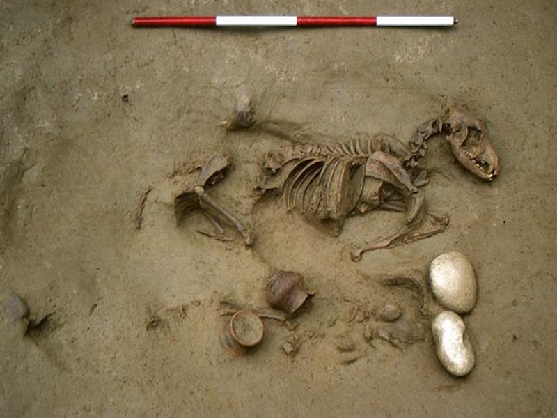 Partially excavated skeleton of a small animal with various artifacts, including pottery, unearthed ...