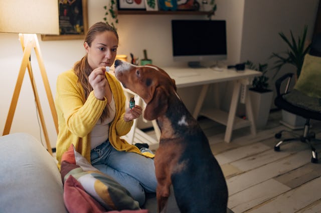 A woman gives her dog CBD oil.