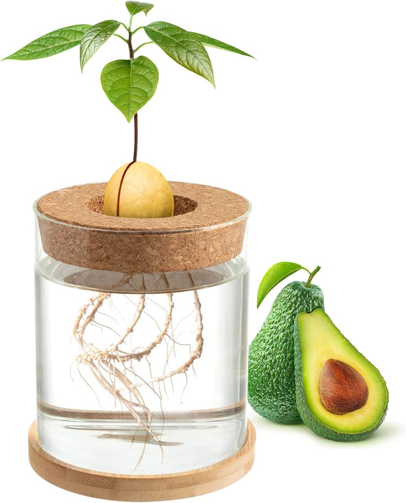 Biggun Avocado Tree Growing Kit