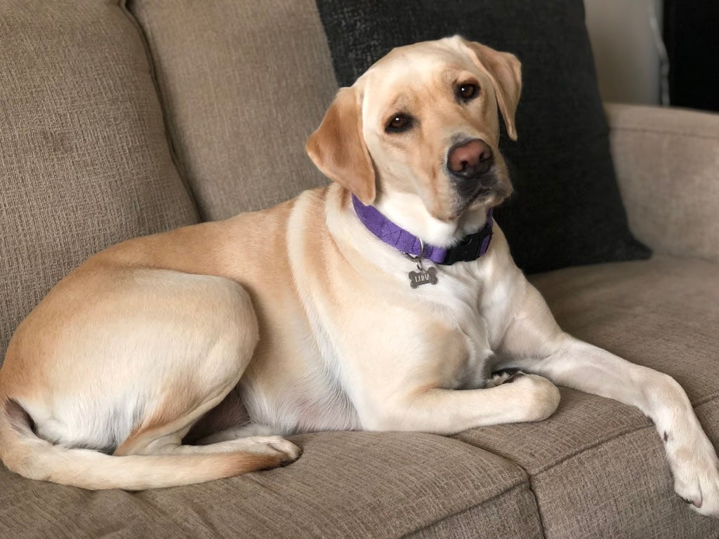 Is Your Dog Ruining Your Life? Discover the Shocking Truth About How Long They Stay in Heat