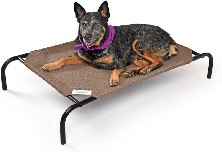 Coolaroo Elevated Dog Cot