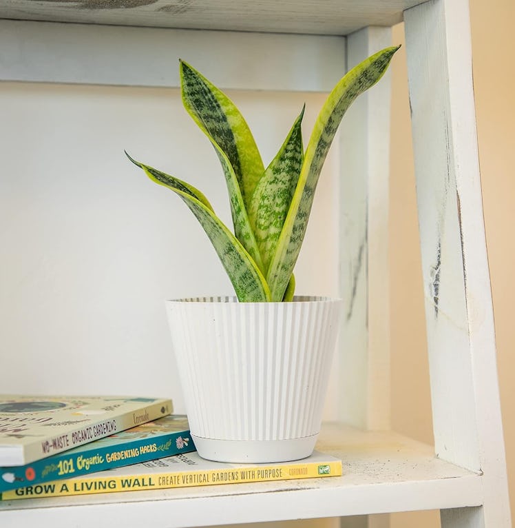 Altman Plants Live Snake Plant