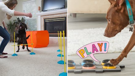 If you have a dog, you'll think this stuff is awesome