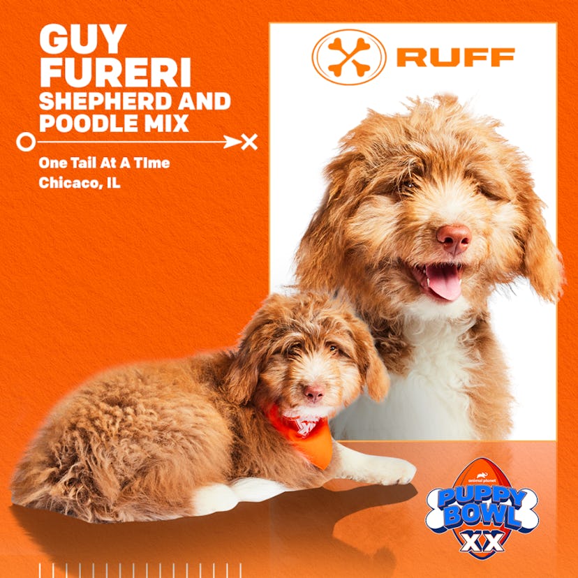 Guy Fureri, a shepherd-poodle mix in the 2024 Puppy Bowl on Animal Planet.