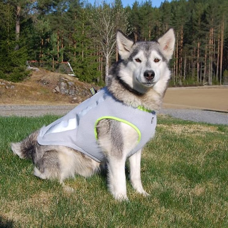 SGODA Cooling Dog Vest