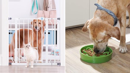 You might accidentally be hurting your dog if you're doing any of these common things