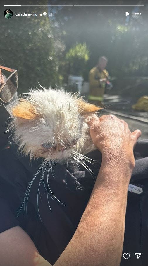 Cara Delevingne&rsquo;s cats were rescued from a fire at her Studio City home .