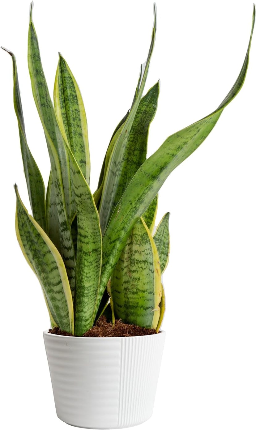 Costa Farms Snake Plant