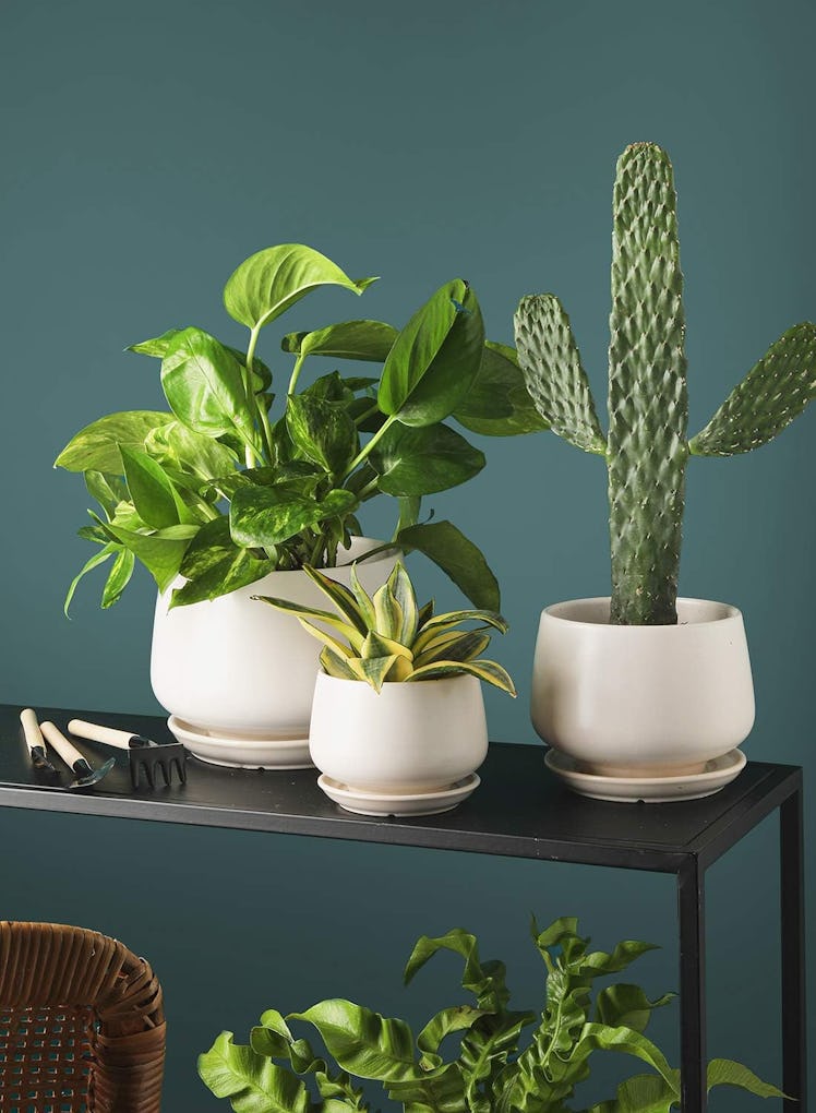 LE TAUCI Ceramic Plant Pots (Set of 3)