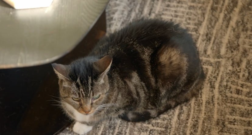 ‘Vanderpump Rules’ Scandoval’s Biggest Victim Is… Ariana Madix’s Cat