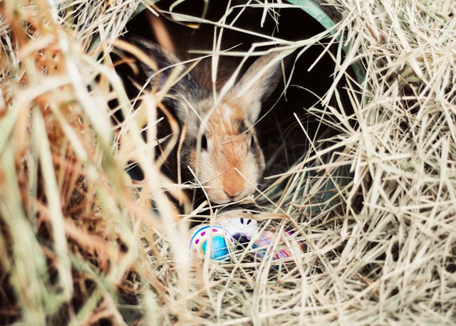 Theories about where the Easter Bunny lives are surprisingly complex, but a burrow is a popular opin...