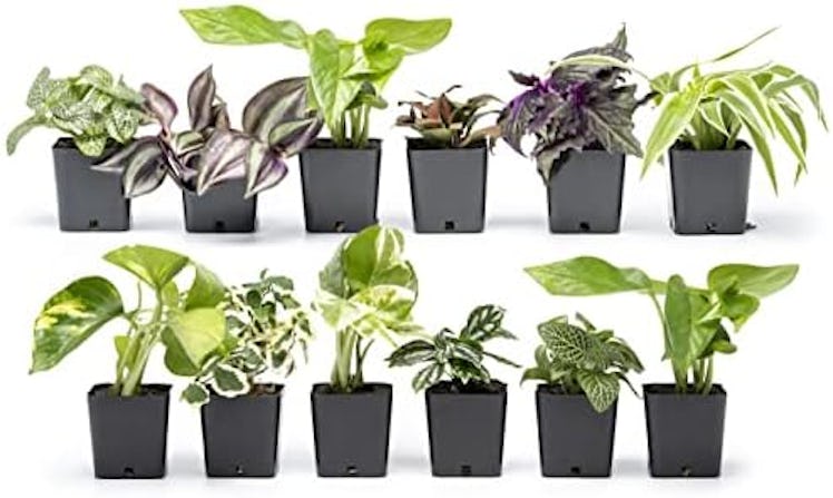 Altman Plants Live Houseplants (12-Pack)