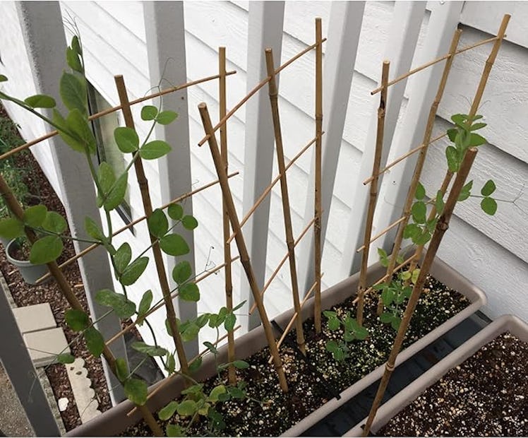 Avalution Bamboo Trellis (10-Pack)