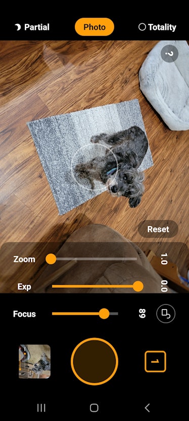 screenshot of a photo app with a picture of the world's cutest little gray dog.