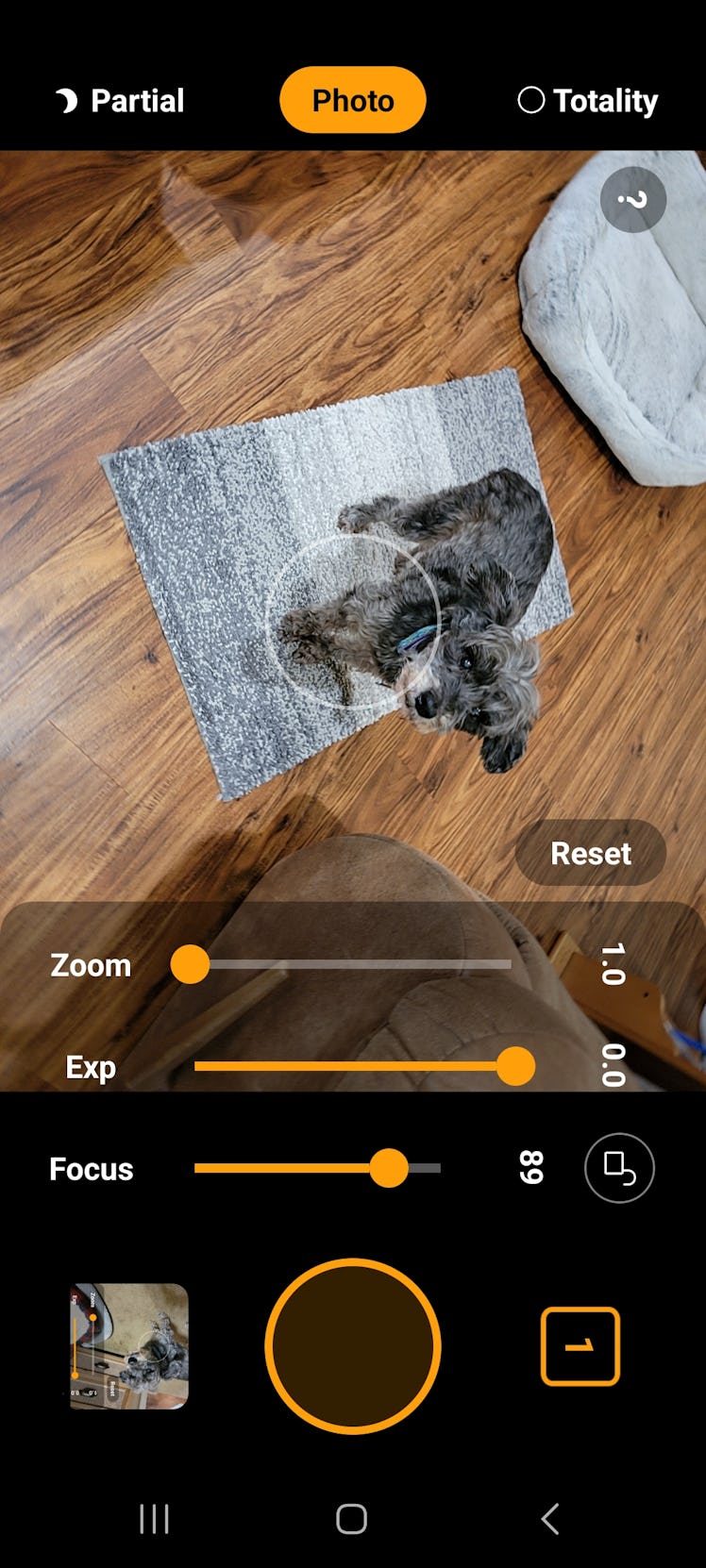 screenshot of a photo app with a picture of the world's cutest little gray dog.