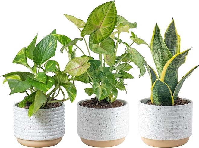 Costa Farms Live Plants (3-Pack)