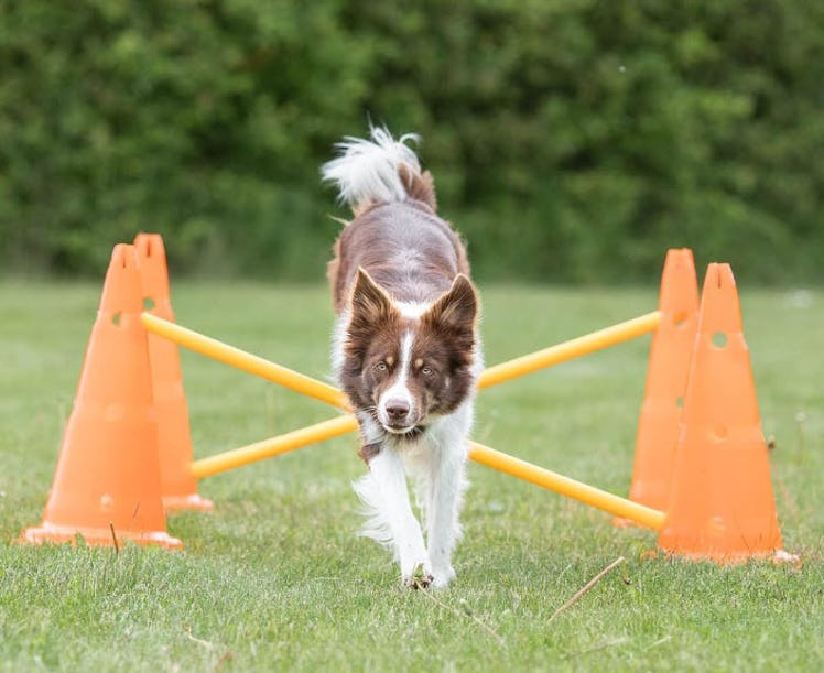 Trixie Dog Agility Hurdle Cone Set