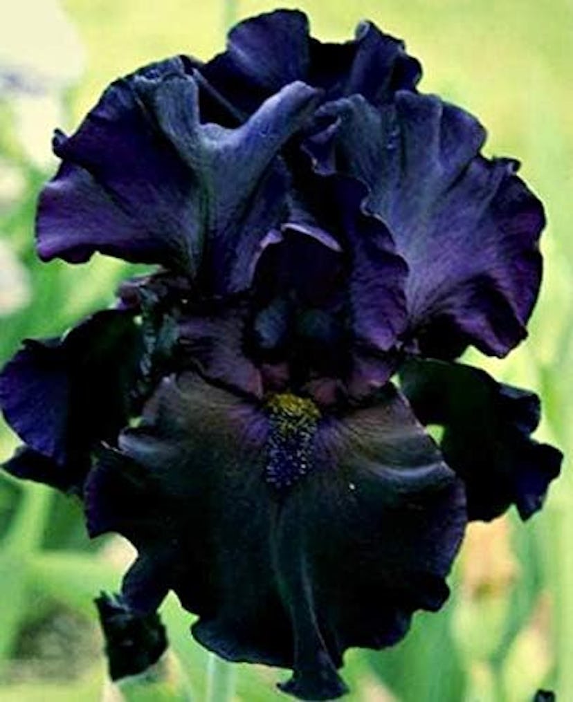 Black Magic Bearded Iris