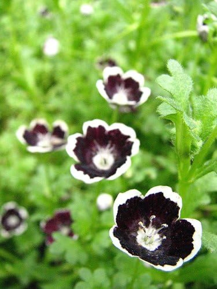 Nemophila "Pennie Black," 20 Seeds