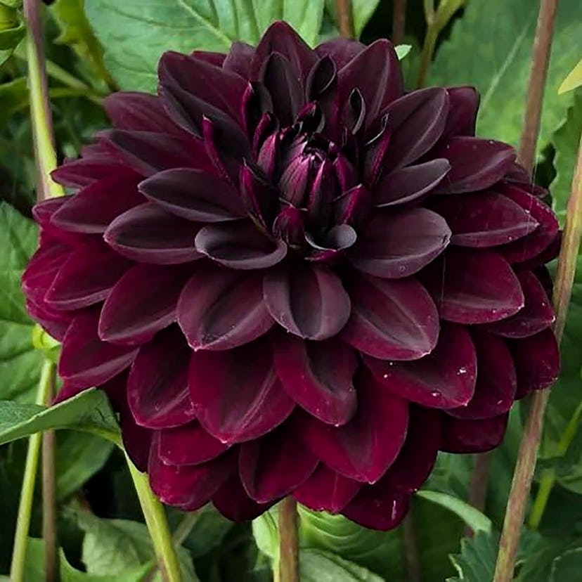 Black Dahlia Flower Seeds, 10-Pack